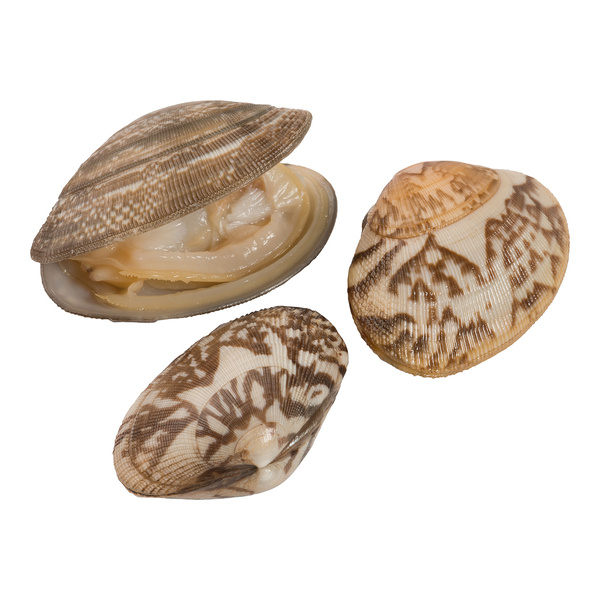 image of Clam Whole Baby Cooked Vp 40-60 China