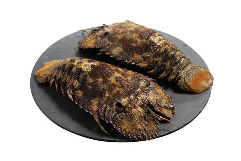 Cigale de mer entière crue